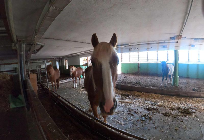 Fintan Sozial - Stall & Feld