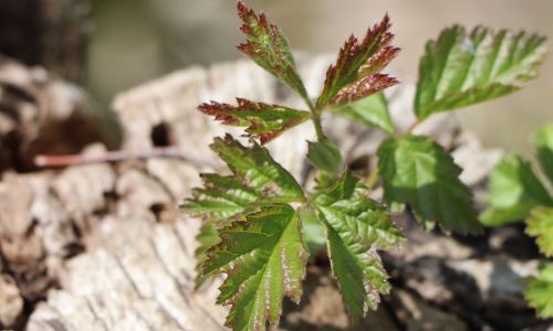 Sativa Saatgut