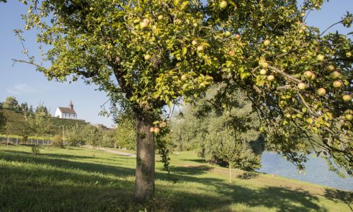 Hochstammobst